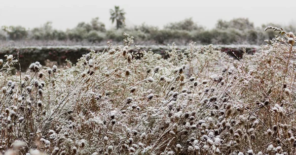 Trockenes Winter Schneebedecktes Gebüsch — Stockfoto