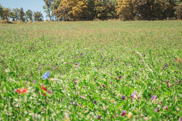 Schöne Blumen Auf Dem Feld — Stockfoto