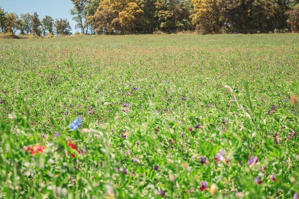 Bellissimi Fiori Nel Campo — Foto Stock