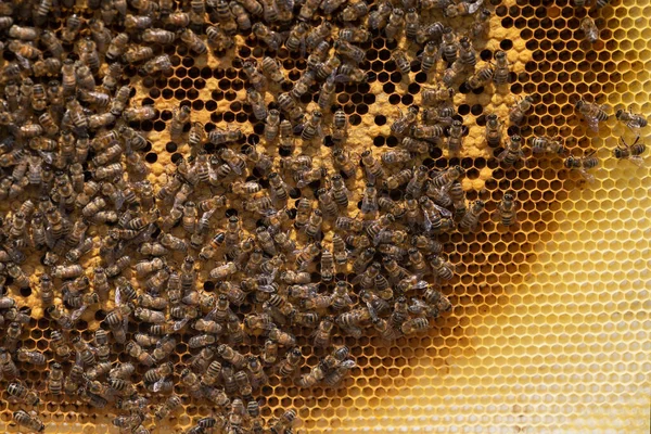 Detailní Záběr Včel Plástech Medonosných — Stock fotografie