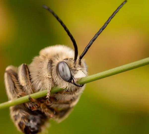 Makro Kilátás Egy Méhre Egy Virágon — Stock Fotó