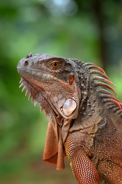 Close Green Iguana — Stock Photo, Image