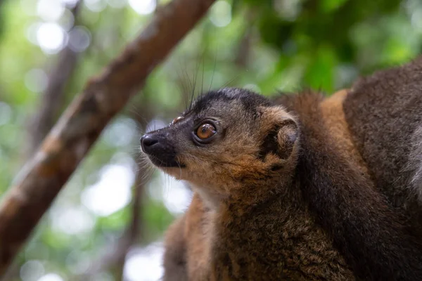 Das Porträt Eines Roten Lemurs Seiner Natürlichen Umgebung — Stockfoto