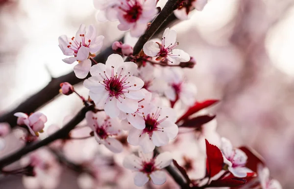 Maçã Árvore Florescendo Primavera — Fotografia de Stock