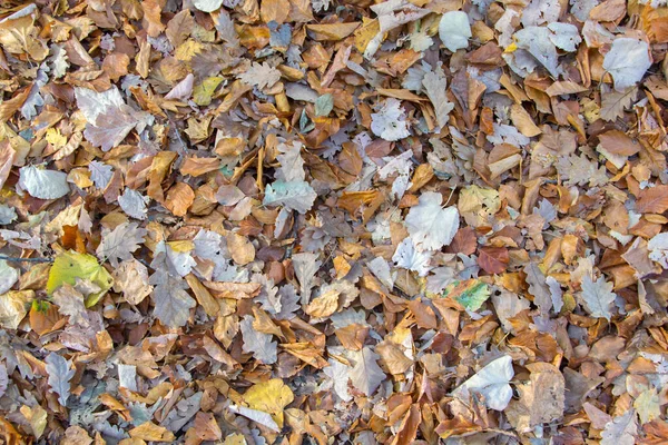 Falling Autumn Leaves Leaves Natural Background — Stock Photo, Image