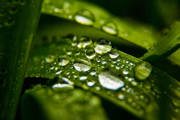 Folha Verde Com Gotas Orvalho — Fotografia de Stock