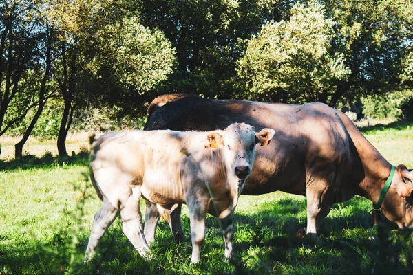 Vaches Pâturant Dans Prairie Verte — Photo