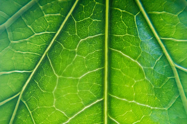 Textura Hoja Verde Fondo — Foto de Stock