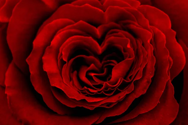 黑色背景下的红玫瑰 — 图库照片
