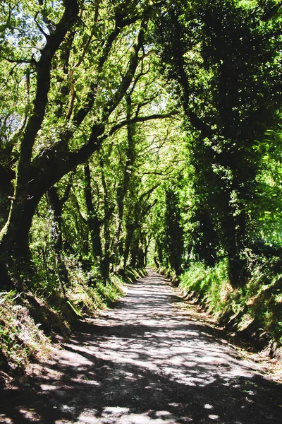 Belle Vue Sur Forêt — Photo