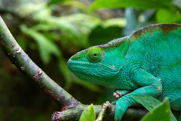 Camaleão Verde Ramo Close — Fotografia de Stock