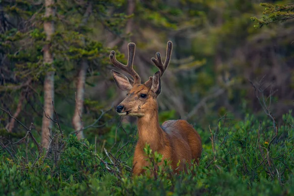 Plan Rapproché Cerf Dans Une Forêt Sur Fond Nature — Photo