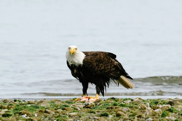 Beautiful Bald Eagle Looking Prey — Stock Photo, Image