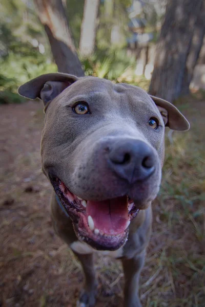 Hermoso Retrato Hombre Americano Stafforshire Blue Terrier — Foto de Stock