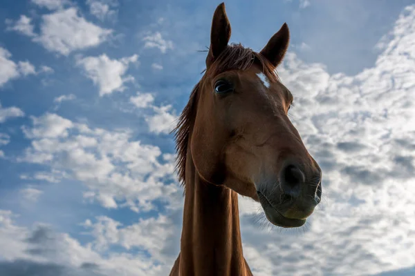 雲と青空の美しい赤い馬 — ストック写真
