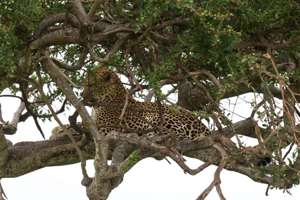 Ein Leopard Hat Sich Zwischen Den Ästen Eines Baumes Bequem — Stockfoto