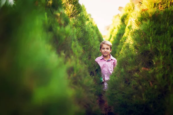 Boy Looking Camera Row Tree Christmas Tree Farm — Stock Photo, Image