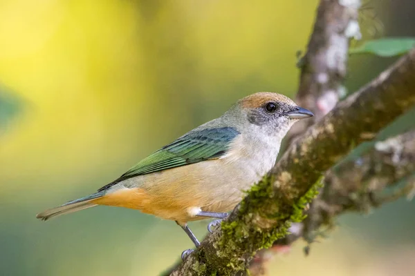 大西洋の熱帯雨林の植生の美しい茶色とオレンジの鳥 Serrinha Alambari生態保護区 リオデジャネイロ ブラジル — ストック写真