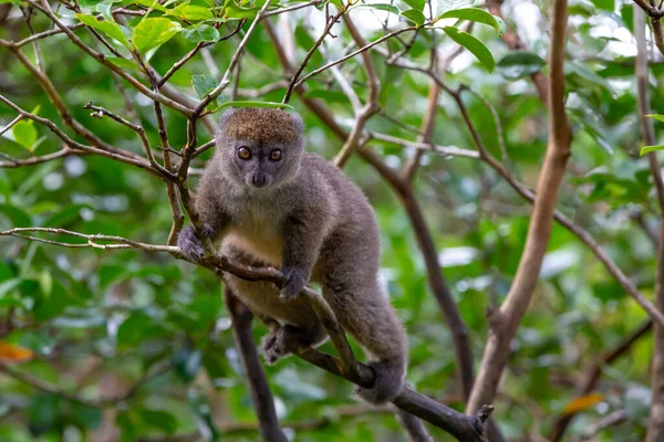 Jeden Mały Lemur Gałęzi Drzewa Lesie Deszczowym — Zdjęcie stockowe