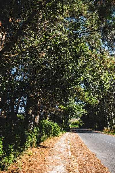 Camino Bosque — Foto de Stock