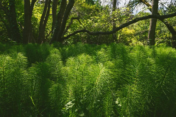 Forêt Verte Matin — Photo