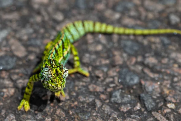 Close Green Chameleon Street — Stock Photo, Image