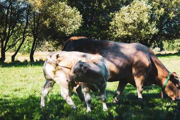 Eine Kuh Auf Einer Grünen Wiese — Stockfoto
