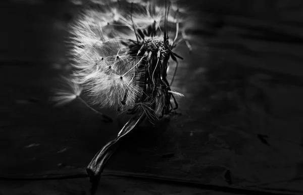 Foto Blanco Negro Una Hermosa Flor — Foto de Stock