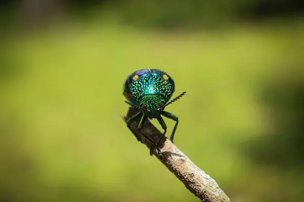 Libelle Auf Einem Grünen Blatt — Stockfoto