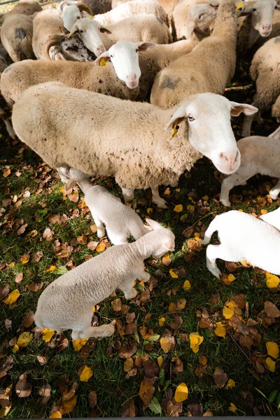Ovelhas Mamando Cordeiro Uma Cerca Durante Queda — Fotografia de Stock