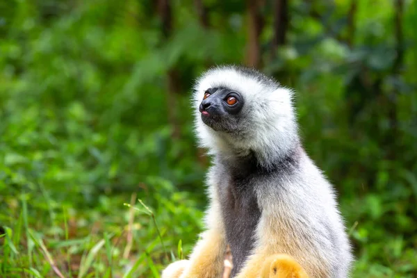 Jedna Sifaka Lemur Lesie Deszczowym Madagaskarze — Zdjęcie stockowe