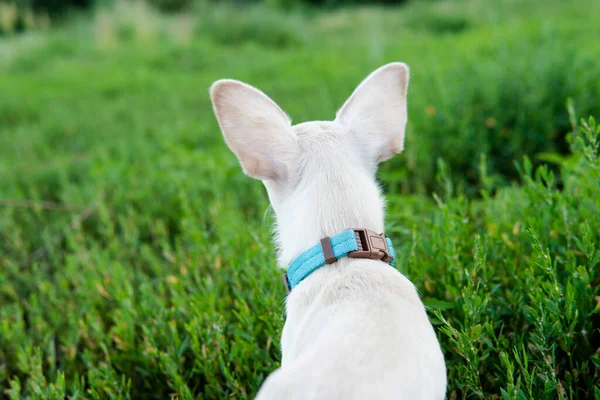 Szczeniaczek Chihuahua Białym Kolorze Wyprowadzanie Psów Domowych Opieka Nad Nimi — Zdjęcie stockowe