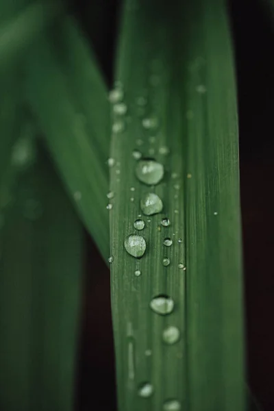 Beautiful Botanical Shot Green Leaves Drops — Foto Stock