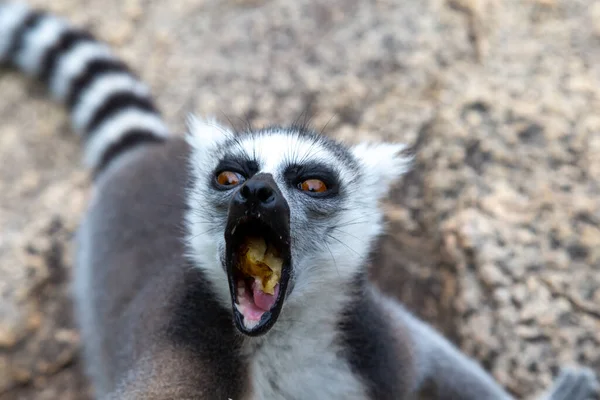 Drôle Lémuriens Queue Cerclée Dans Leur Environnement Naturel — Photo