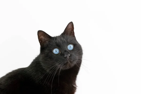 Güzel Siyah Kedi Beyaz Arka Planda Poz Verir — Stok fotoğraf