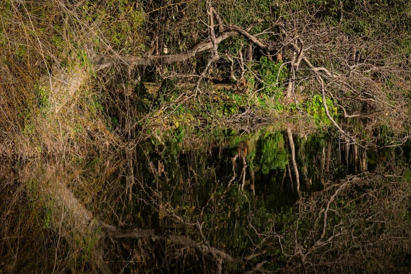 Zöld Erdőben — Stock Fotó