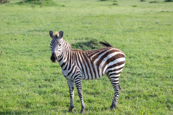 Jedna Mała Zebra Sawannie Kenii — Zdjęcie stockowe