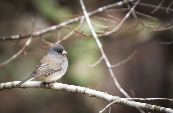 Junco Aux Yeux Foncés Perché Dans Les Arbres — Photo