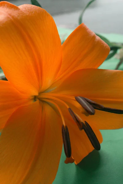 Κρίνο Πορτοκαλί Λουλούδια Πράσινο Φόντο — Φωτογραφία Αρχείου