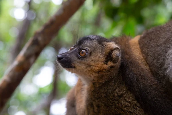 Das Porträt Eines Roten Lemurs Seiner Natürlichen Umgebung — Stockfoto