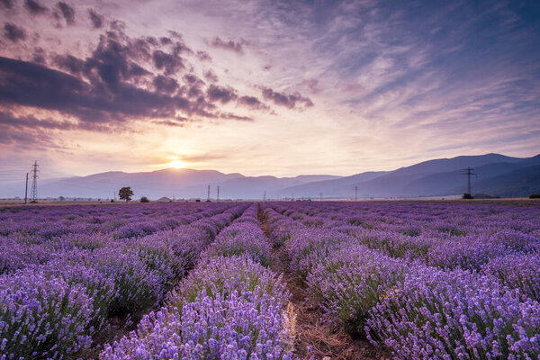 Blooming lavender in a field at sunset in Bulgaria.