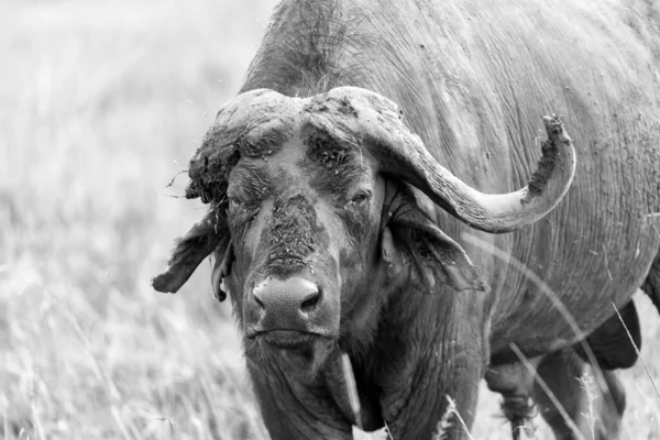 Někteří Velcí Buffalos Stojí Trávě Pasou Savaně Keni — Stock fotografie