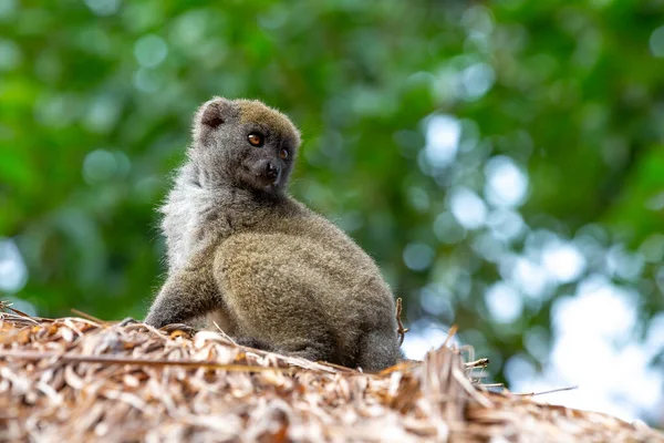 Portrait Lémur Bambou Dans Son Environnement Naturel — Photo