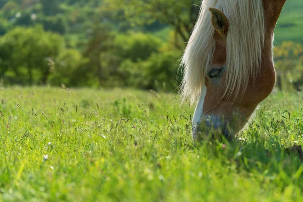 春の牧草地で美しい赤い馬の放牧 — ストック写真