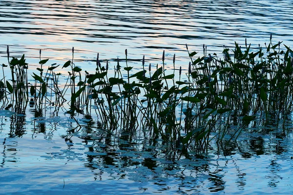 Plantes Aquatiques Dans Lac Coucher Soleil Ontario Canada — Photo