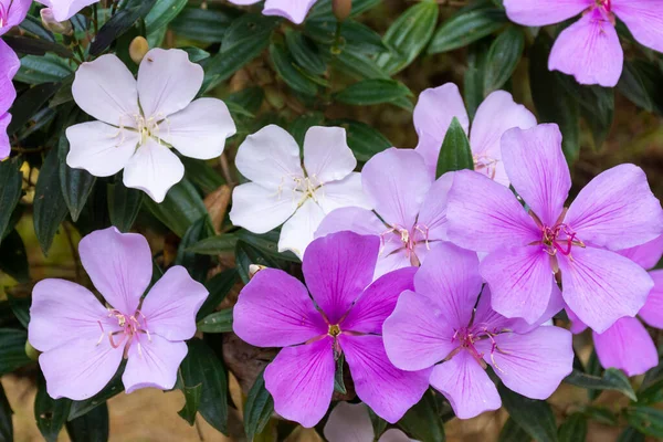 ジャネイロ ブラジルの山の栄光の木の美しいピンクと白の花 — ストック写真