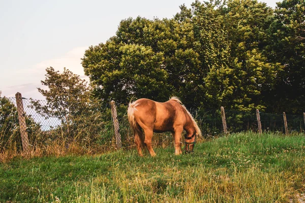 現場にいる馬は — ストック写真