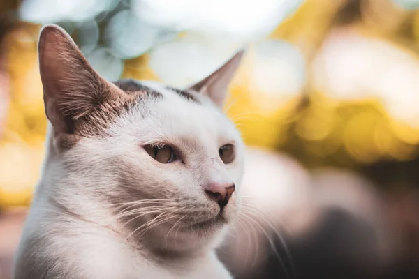 Katt Med Vita Ögon — Stockfoto