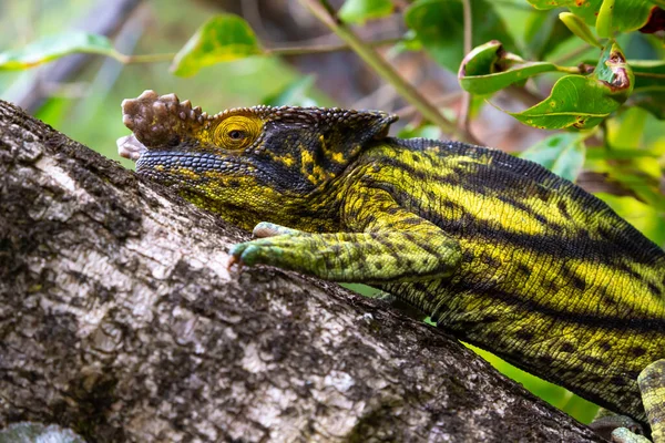在马达加斯加的热带雨林里 一只变色龙沿着树枝移动 — 图库照片