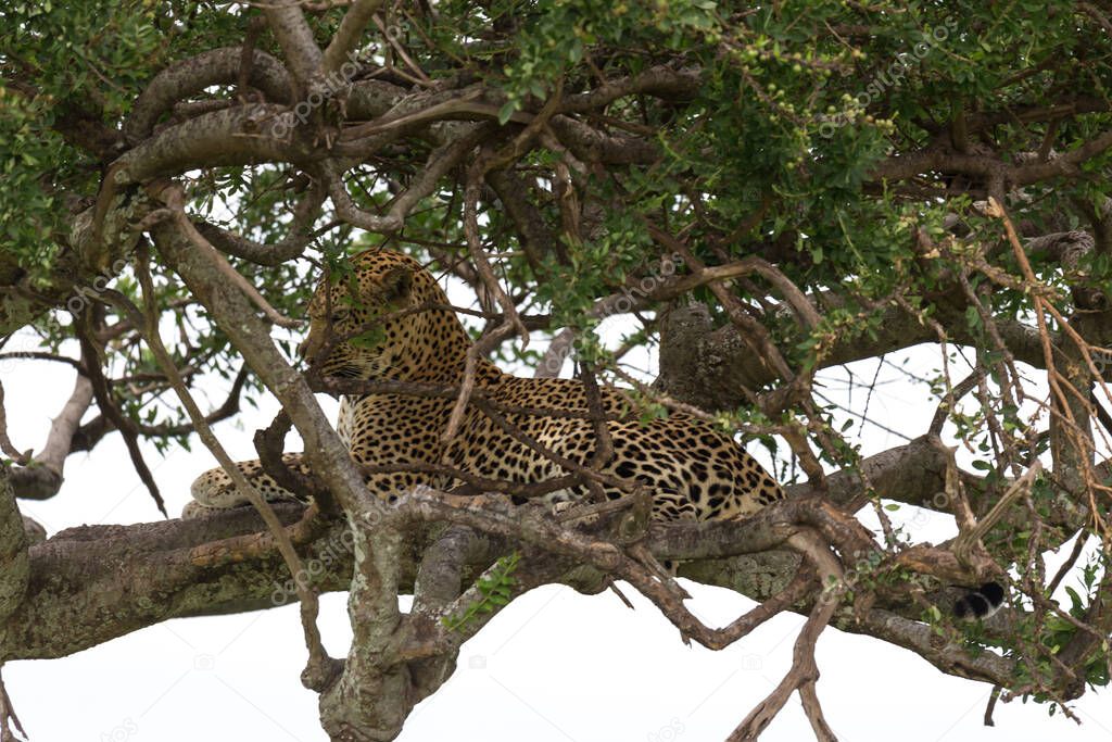 One leopard has settled comfortably between the branches of a tree to rest